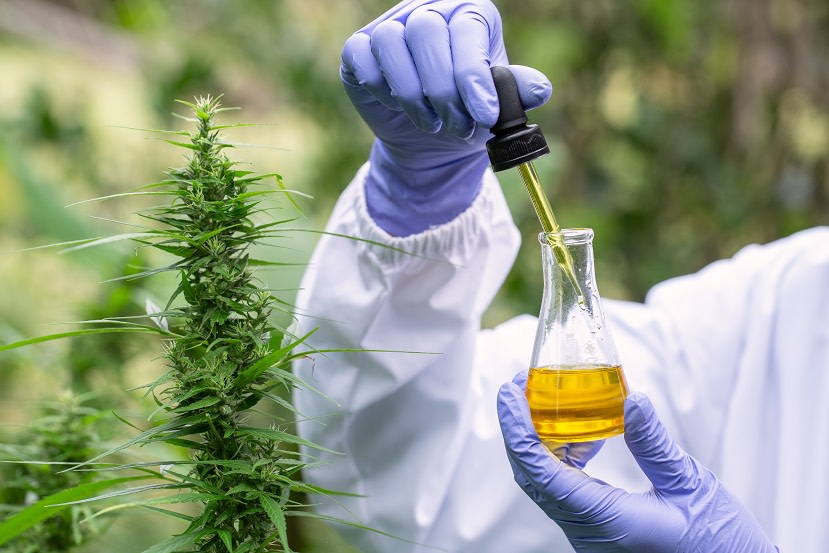 CBD oil and plant