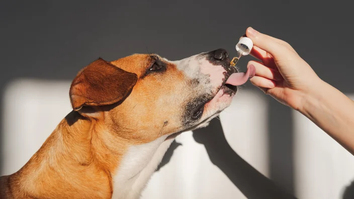 giving CBD oil to dog