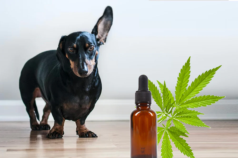 dog and CBD oil