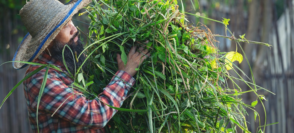 gardener holding grass